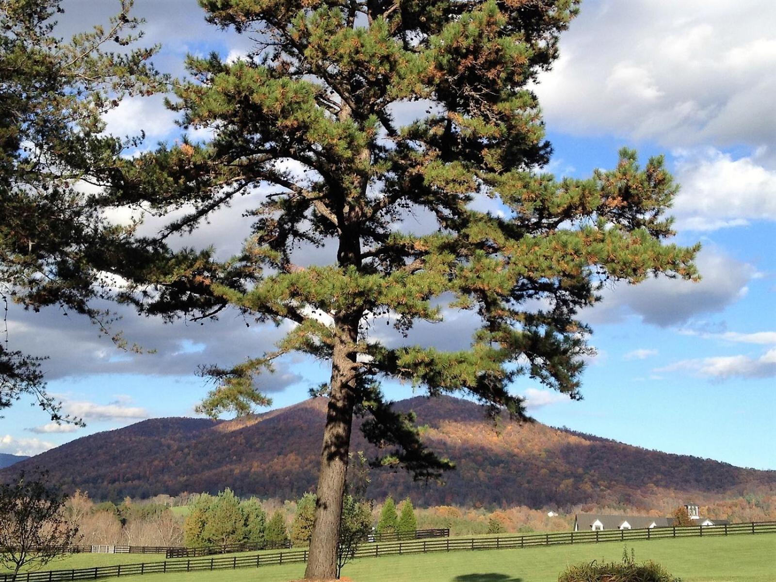 Montfair Resort Farm Crozet Ruang foto